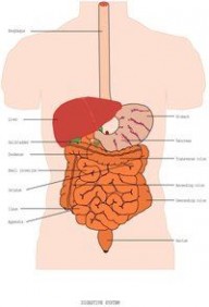 内脏分布图 内脏：内脏-分类，内脏-所含脂肪