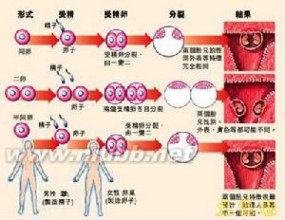 双胞胎[胎生动物一次怀胎生下2个个体]：双胞胎[胎生动物一次怀胎生下两个个体]-基本概述，双胞胎[胎生动物一次怀胎生下两个个体]-诊断判别_双胞胎