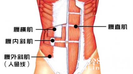 腹横肌 细腰的关键在于腹横肌的锻炼