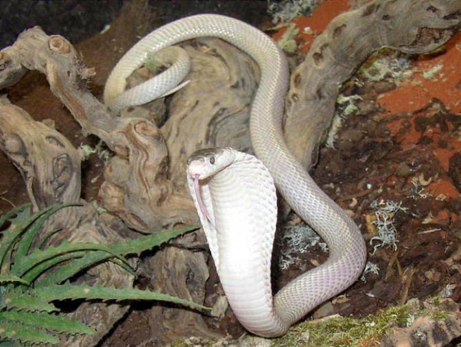 眼镜蛇 眼镜蛇饲养心得—危险而有灵性的生物