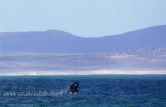 蓝鲸有多大 游弋世界十大赏鲸圣地 在冰岛一睹蓝鲸风采