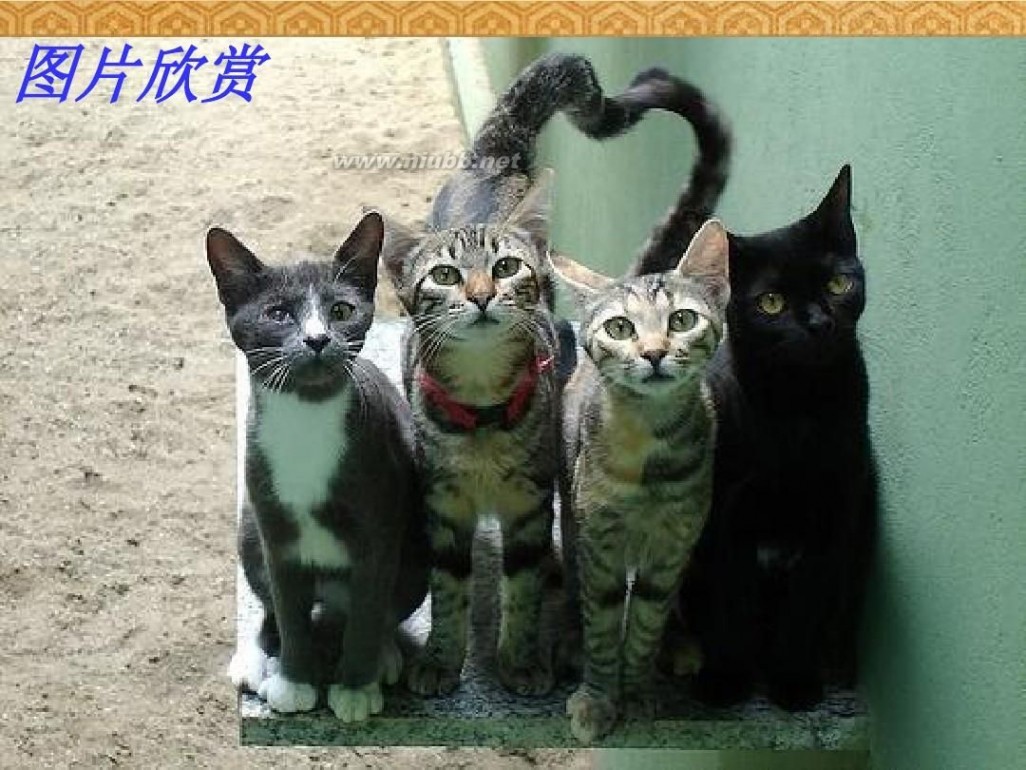 《猫》 《猫》课件