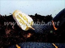 喜玛拉雅白头蛇：喜玛拉雅白头蛇-形态特征，喜玛拉雅白头蛇-栖息环境_喜玛拉雅白头蛇