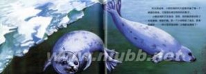 鞍纹海豹：鞍纹海豹-基本信息，鞍纹海豹-外形特征_格陵兰海豹