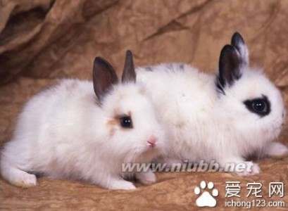 宠物兔吃什么 成年兔子吃什么 兔粮提供均衡的营养