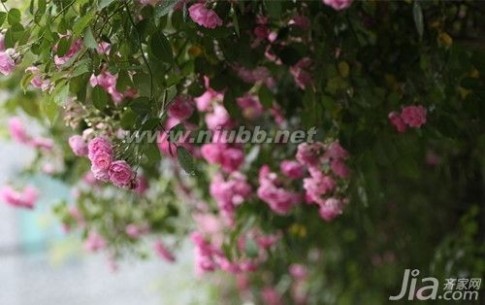 白蔷薇的花语 蔷薇花语的意思 蔷薇作为食材菜肴