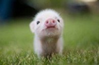 猪：猪-概况介绍，猪-生肖由来_猪
