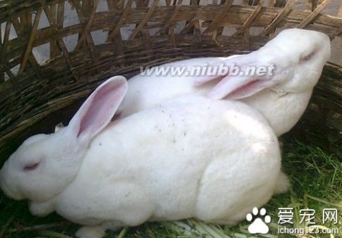 怎样让兔子快速怀孕 怎样让兔子快速怀孕 要注意兔子怀孕时间