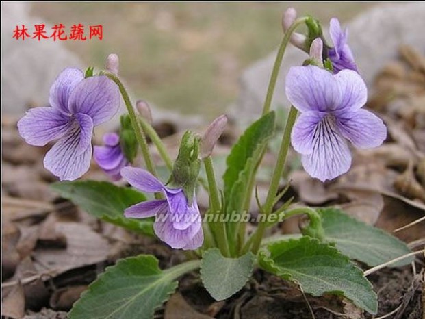 几种北方可以吃的野菜