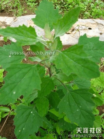 老鸹筋 野草野菜图片识别