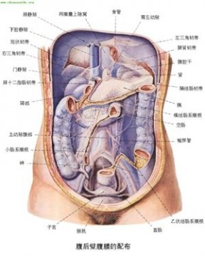 人体器官 人体器官分部彩图(大全)