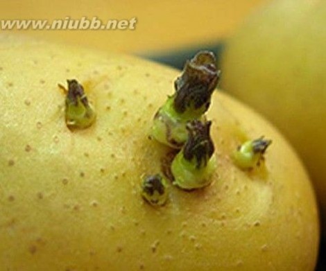 发芽的土豆能吃吗 马铃薯发芽能吃吗?土豆发芽能吃吗？
