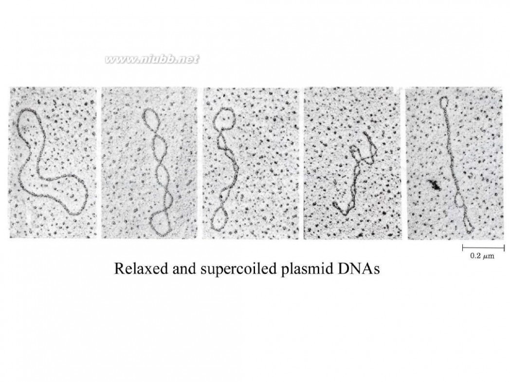 分子生物学课件 现代分子生物学课件-第二章