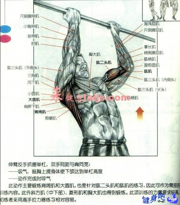 引体向上宽握 反握引体向上 - 引体向上反握动作图解教程