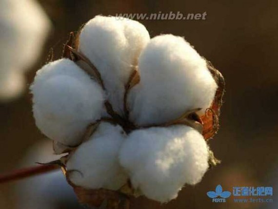 棉价 2015年新棉收购即将大范围展开 棉花价格轻度反弹