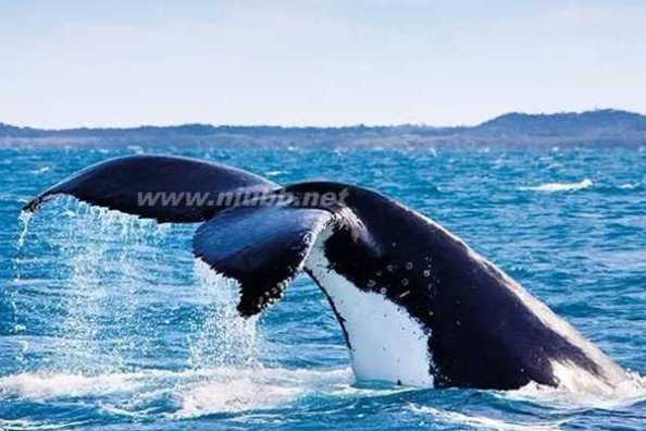 鲸鱼的种类 最好的旅行?|?还有一大波鲸鱼即将袭来