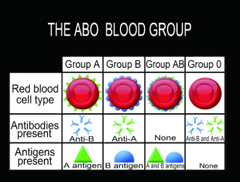 血型与性格 血型能决定性格？