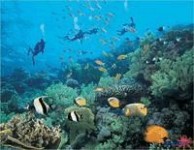 珊瑚岛 珊瑚礁珊瑚岛的形成