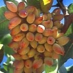 开心果树图片 开心果树图片，开心果树种植，开心果树盆栽，开心果树产地
