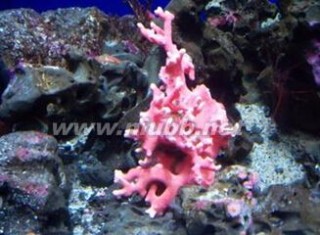 珊瑚树 珊瑚树，珊瑚树价格，珊瑚树图片