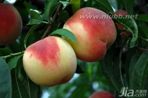水蜜桃别墅 水蜜桃的营养价值 水蜜桃的药理作用