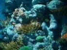 珊瑚岛 珊瑚礁珊瑚岛的形成