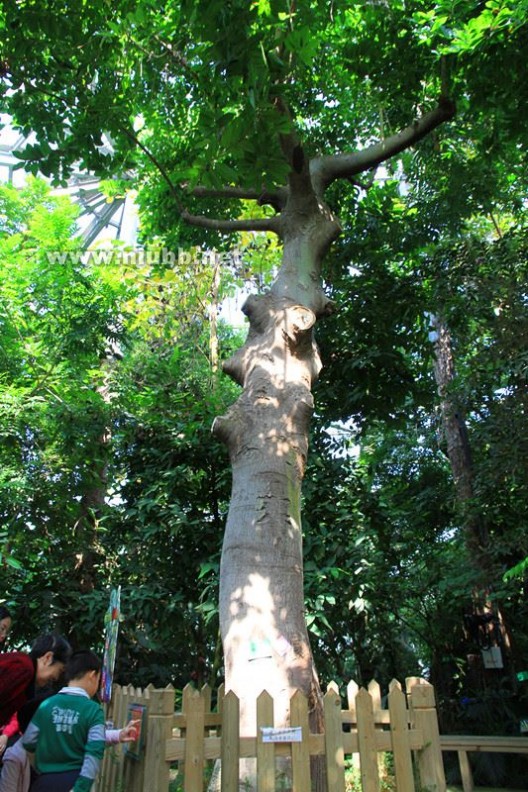 见血封喉树 世界上最毒的树叫“见血封喉”（图）