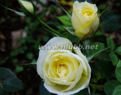 白玫瑰代表什么意思 双语阅读：玫瑰花语 各色玫瑰各都代表什么含义?