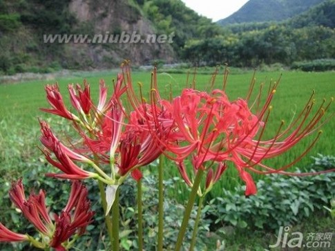 曼珠沙华的花语 曼珠沙华的花语是什么 彼岸花的由来