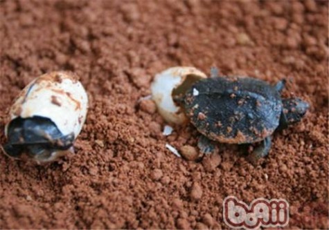 乌龟蛋怎么孵化 龟卵的人工孵化及稚龟的培育方法