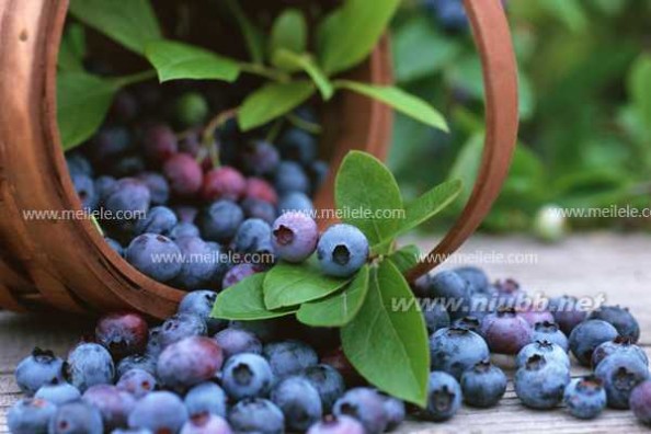 蓝莓怎么吃 蓝莓的功效与作用 介绍蓝莓怎么吃
