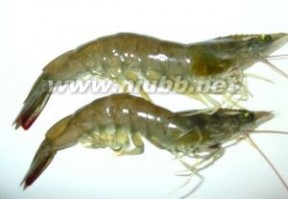 虾：虾-形态特征，虾-分布范围_白色盲虾