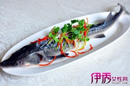 中华鲟 清蒸中华鲟鱼的做法 中华鲟图片