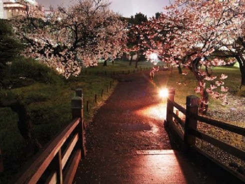 日本樱花夜景图片