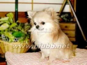 吉娃娃犬：吉娃娃犬-简介，吉娃娃犬-历史_长毛吉娃娃