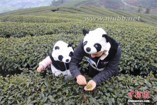 熊猫茶 四川“熊猫茶”春茶三月首采 每斤22万元