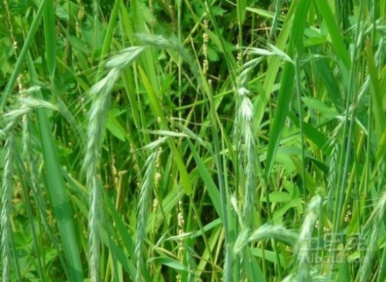 野麦子 野麦子的功效与作用，野麦子图片，野麦子怎么治