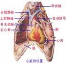 心血管：心血管-简介，心血管-什么是先天性心脏病_心血管
