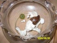 法国蜗牛 法国蜗牛：法国蜗牛-形态特征，法国蜗牛-简介