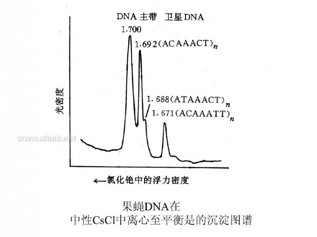 分子生物学课件 现代分子生物学课件-第二章