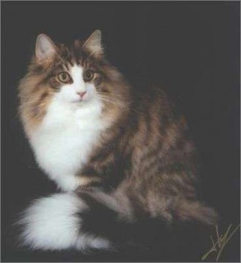 挪威森林猫 宠物大全：挪威森林猫的详细资料