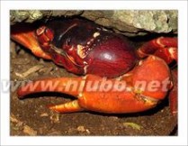 红蟹：红蟹-形态特征，红蟹-生活环境_红蟹