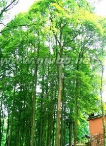 楠木种类 楠木：楠木-简介，楠木-形态特征