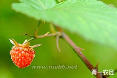 山莓怎么种？山莓种植方法，山莓栽培种植技术_山莓