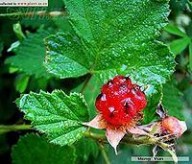 茅莓 茅莓,茅莓的功效与作用_中药茅莓_茅莓是什么_茅莓的用法用量