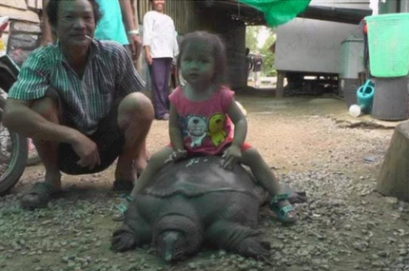 泰国巨鳖喉咙被鱼钩卡住 进民宅向人类求救