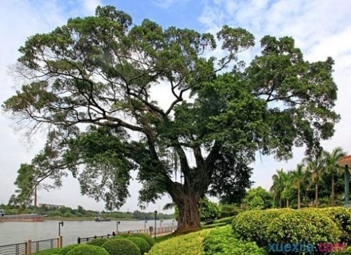 小叶榕 小叶榕的种植方法_小叶榕怎么种植