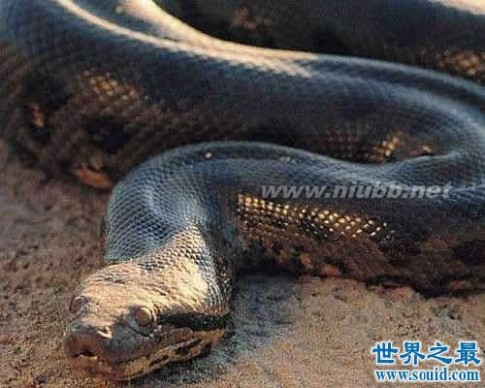 世界上最长的蛇有多长_世界上最大的蛇55米