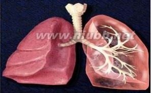 慢性阻塞性肺疾病：慢性阻塞性肺疾病-概述，慢性阻塞性肺疾病-病因_慢性阻塞性肺病