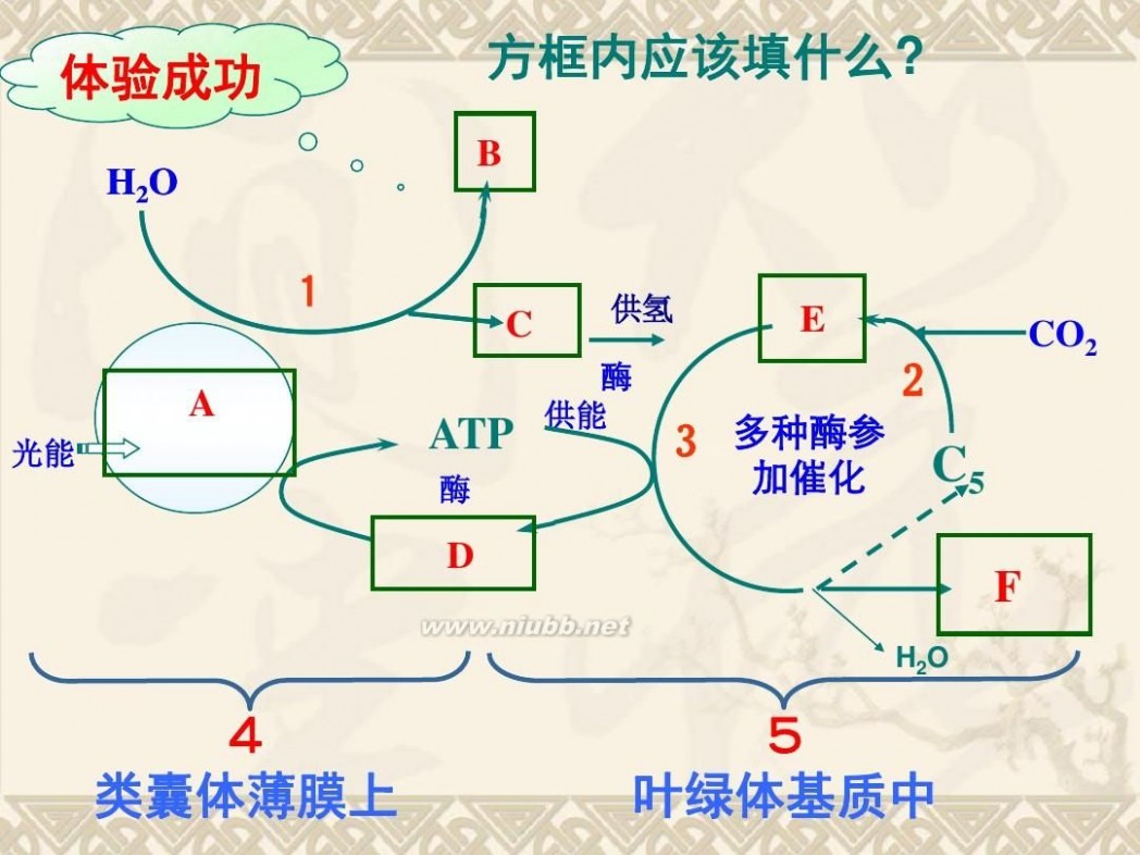 光合作用 光合作用课件